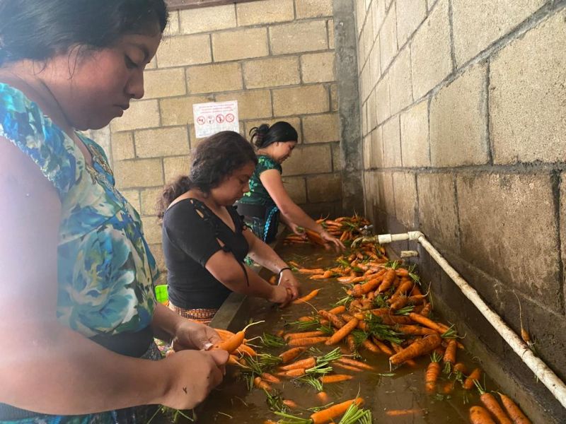 Manos lavando zanahorias amarillas recién cosechadas.